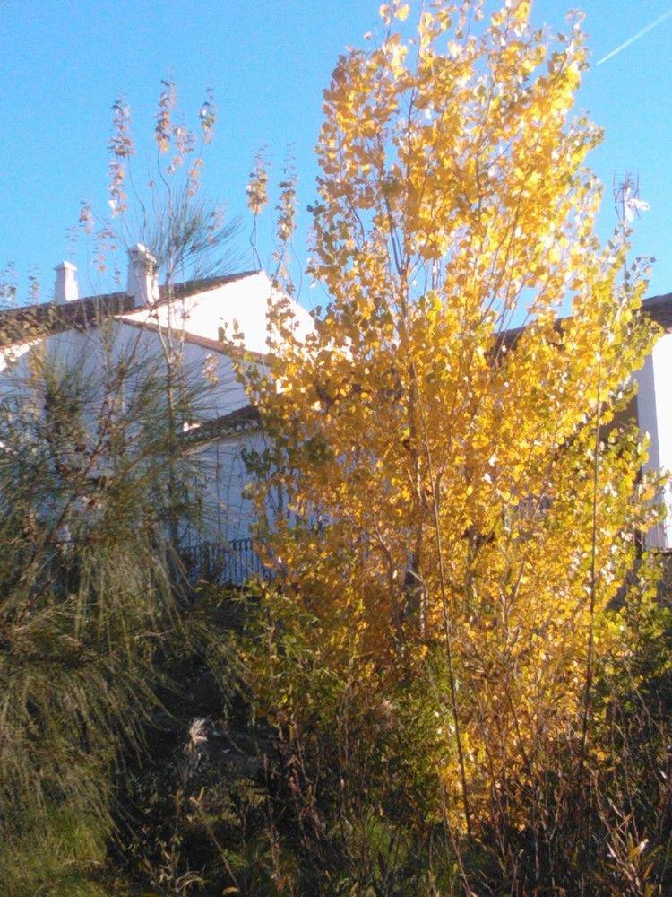 Casas Do Palheiro Velho Konuk evi Castro Marim Dış mekan fotoğraf